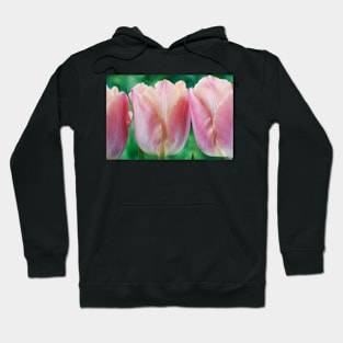 Tulipa  &#39;Apricot Beauty&#39;  AGM    Single Early Group Tulip Hoodie